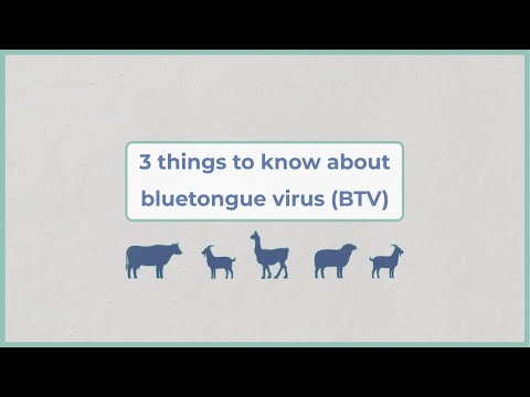 Is bluetongue transmitted to humans?
