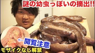 大量のヌタウナギから謎の幼虫っぽいの取り出したぞ！！