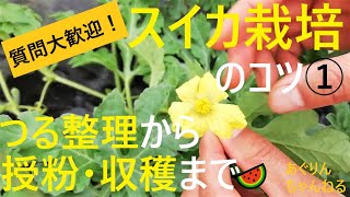 【スイカの育て方🍉】つる整理から人工授粉・収穫まで徹底解説【有機農家直伝！無農薬で育てる家庭菜園】