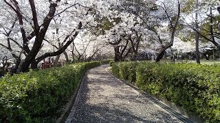 知多半島のお花見の穴場 ☆ 乙川白山公園　2019.04