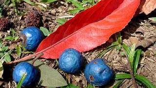 रुद्राक्ष का पौधा || How to take care of Rudraksh plant