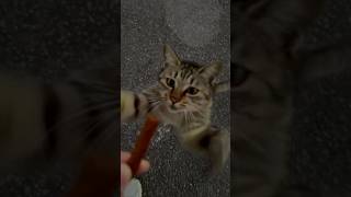 早くよこせや！！と言わんばかりの鷲掴みならぬ猫掴み