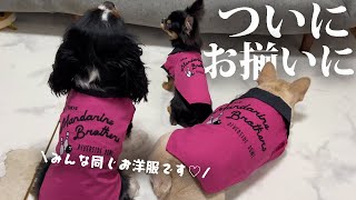 ついにお揃いのお洋服を手に入れました！子犬のチワワと先住犬のお揃いが可愛すぎる件について#チワワ #フレンチブルドッグ #キャバリア #多頭飼い #いぬ