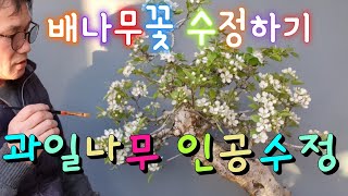 배나무꽃 수정하기/과일나무 인공수정 Fertilizing Pear Tree / Artificial Insemination of Fruit Tree