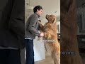 the sterling and colin show the golden retrievers