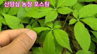 산양삼  씨앗을 뿌렸더니  엉뚱한 곳에서 이변이 ........