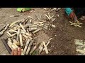 गन्ना पौध तैयार करे फ्री में stp विधि sugarcane nursery