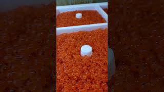 Rainbow trout eggs before departure