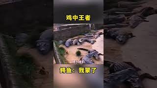 鸡中王者，鳄鱼：当时挺突然的。#搞笑 #搞笑视频 #鸡 #鳄鱼 #shorts