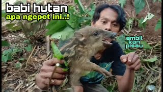 beranikan diri menangkap anak BABI HUTAN yang terjebak di sungai kecil