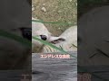 いくらあげても足りない草【ハイジ牧場】🐏