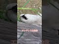 いくらあげても足りない草【ハイジ牧場】🐏