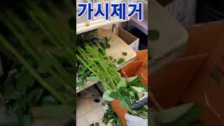 유스풀몰은 생화택배전문으로 월 1~2만건은 택배물량을 소화합니다. 온라인꽃집 노하우를 공유합니다  온국민에게 예쁨배송할수있는 그날까지 모든꽃집을 응원합니다