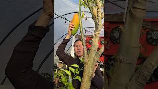 My last papaya fruit, harvest,  2025.