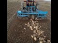 برداشت چغندر قند با دستگاه شش ردیفه و شش سلند havesting sugar beet with tractor massey fergoson 399