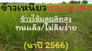 ข้าวเหนียวหอมนาคา_นาปี-2566