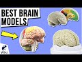 9 Best Brain Models 2021