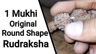 Original Ek Mukhi Round Rudraksha असली एक मुखी गोल रुद्राक्ष