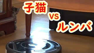 【保護猫】#36初めて見るルンバ。かくれたり、追いかけたりする可愛い姿を見て下さい。