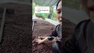Dried and soaked longan