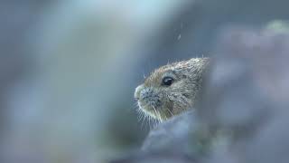 The Cute And Elusive American Pika