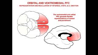 The Neurobiology of Prefrontal Cortex and its Role in Mental Disorders2