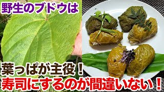 野生のブドウは葉っぱが主役！寿司にするのが間違いない！