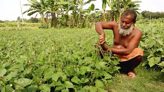 বাড়ির আঙিনায় সবজির বাম্পার ফলন | ফ্রেশ গ্রামের সবজি | Village Life Content | Village Vegetable