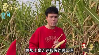 广西小昌昌，用顺口溜夸自己的家乡美，哄妹子更是一套一套，哈哈