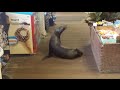 Friendly Sea Lion Wanders Into Gift Shop