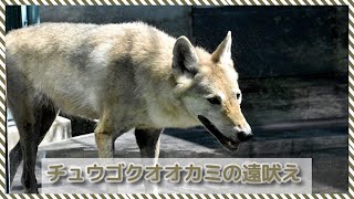 チュウゴクオオカミの遠吠え