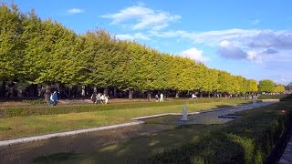 昭和記念公園　立川口カナールのイチョウ並木