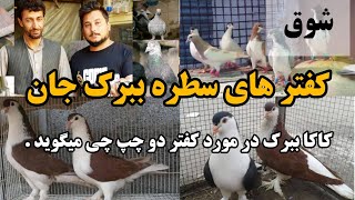 شوق | قصه های شیرین کاکا ببرک در مورد کفتر دو چپ - Famous Afghan Pigeon