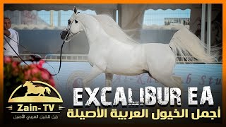 بطل العالم الأسطورة إكسكاليبر إي إيه ابن الأسطورة شنجهاي إي إيه | الخيل العربي | EXCALIBUR EA