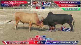 ขาวน้อยเทพวิชา(ขาวดื้อ) VS ดุกด้างท้องลายซุปเปอร์เล็กเพชรรุ่งเรือง(ไอ้น้อง)