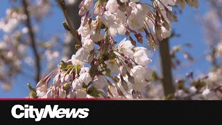 Cherry blossoms at High Park almost at peak