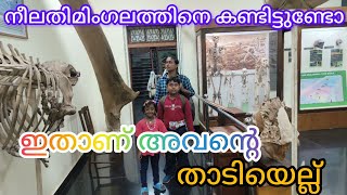 ലോകത്തിലെ ഏറ്റവും വലിയ ജീവിയായ നീലത്തിമിംഗലത്തിനെ കണ്ടിട്ടുണ്ടോ @ blue whale 🐋🐋