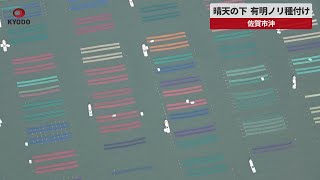 【速報】晴天の下、有明ノリ種付け 佐賀市沖