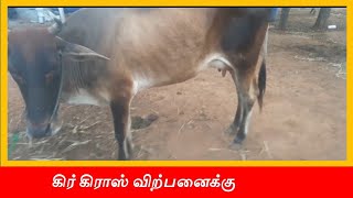 கிர் கிராஸ் விற்பனைக்கு || #radhakrishnanfarms