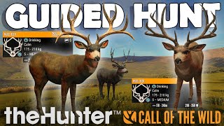 So Many ENORMOUS MULE DEER on a GUIDED HUNT!!! - Call of the Wild