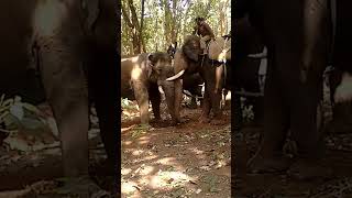 Wild elephant and Kumki fight