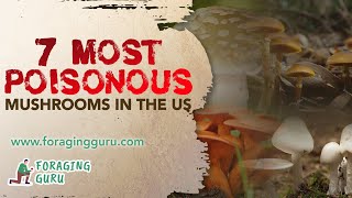 7 Most Poisonous Mushrooms In The US!