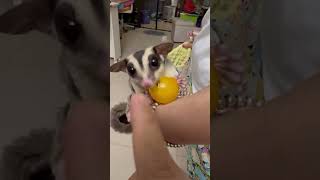 sugar glider eating cherry tomato 蜜袋鼯 吃小番茄 フクロモモンガ チェリートマトを食べる #sugarglider #モモンガ #蜜袋鼯#フクロモモンガ #モモンガ