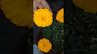 गेंदा के पौधे में कौन सी खाद इस्तेमाल करनी चाहिए organic या chemical #garden #marigold #short