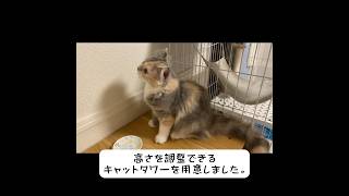 ケージから飛び降りる子猫のためにキャットタワーを用意しました　#shorts #short #cat #kitty #スコティッシュフォールド #子猫 #猫かわいい #うちの子が可愛すぎる