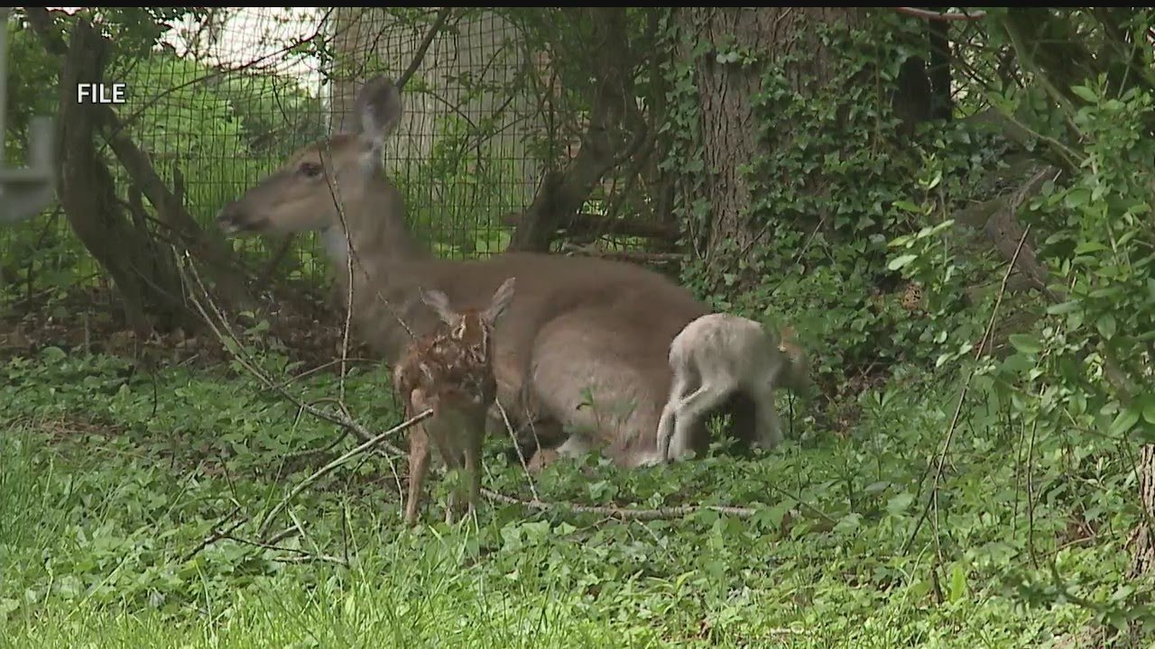 Locals Near Mill Creek MetroParks Upset With Deer Population Control ...