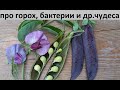 Про горох, бактерии и другие чудеса)