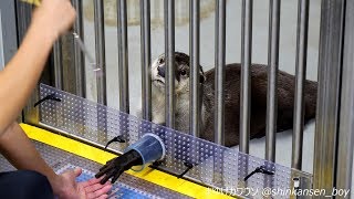 仙台うみの杜水族館 ツメナシカワウソと握手 2018/9/24