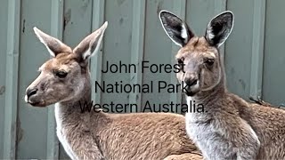 John Forest national park Western Australia. @blameitonmygypsysoul4524