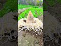 little rabbit eating bean sprouts cute pet debut plan rabbit rural cute pet